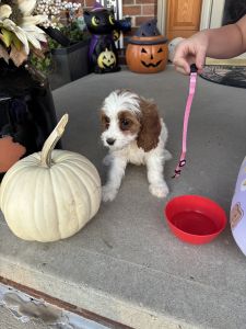 Cavapoo puppies for sale