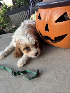 Cavapoo males puppies for sale