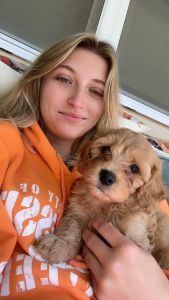 Male toy cavapoo puppy