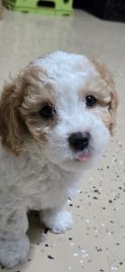 Three cavapoo puppies,pick the one you like .