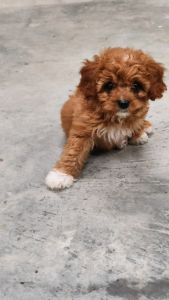 Affectionate 9 week old cavoodle