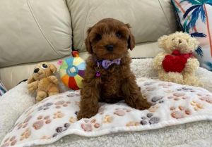 GORGEOUS TINY RED CAVOODLE