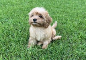 Discover Your Perfect Cavapoo Puppies for sale in Dubai