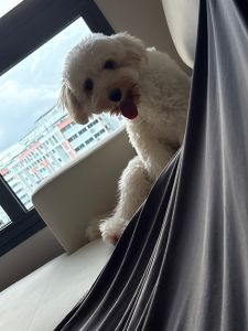 Cavapoo Looking for a Loving Forever Home