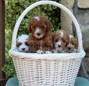 Cavapoo Puppies