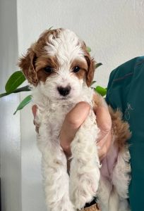 Beautiful Cavapoo puppies