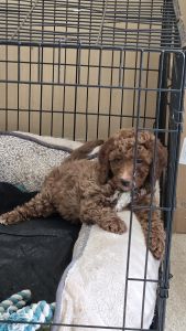 Ist picture is puppy #1. Second picture puppy #2. 3rd pic is mom