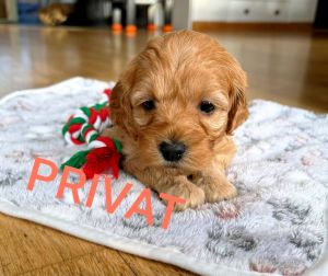 Cavapoo/Cockerpoo Pudelmix