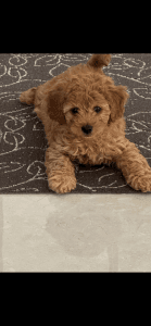 Cavoodle Puppy for Sale- Male