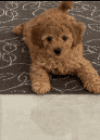 Cavoodle Puppy for Sale- Male