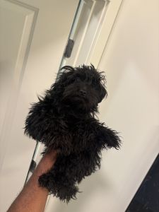 Cavapoo needs your love.