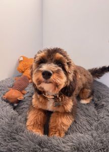 Myla Is Waiting to Meet Her Forever Family. DM Us on the Site!
