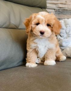 Adorable Apricot & White Cavapoo Puppy – Sweet & Playful Companion