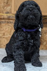 Cavapoo puppies