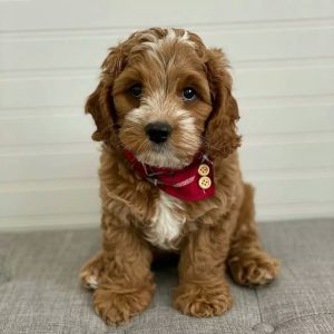 Cavapoo puppies available