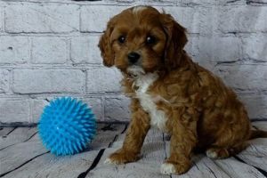 Cavapoo Puppies for sale near me