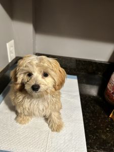 Adorable loving puppy