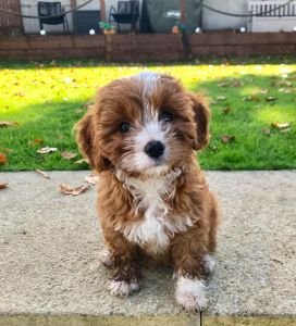 Cavapoo puppy ready for her forever home