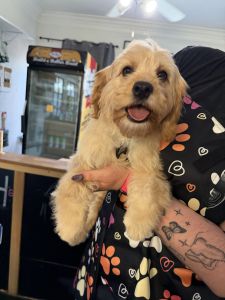 Looking for a Loving Forever Home for Our Cavapoo