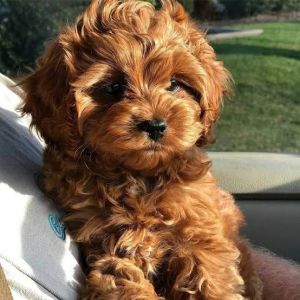 Cavapoo male and female pups