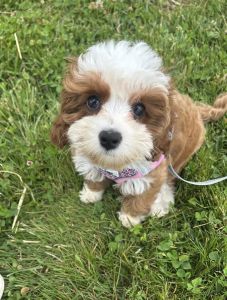 Beautiful male and female cavapoo puppies ready