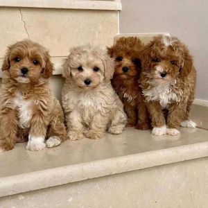 cavapoo paws for adoption