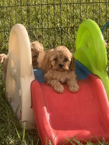 Cavapoo Female Available