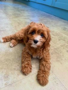 Adorable Cavapoo Girl Mitchy DM On The Site To Check Availability