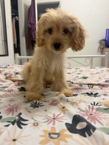 Cavapoo puppy