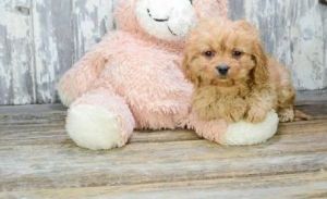 Cavapoo Puppy for Sale