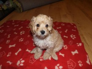 Beautiful Cavapoo Puppies . (***) ***-***3