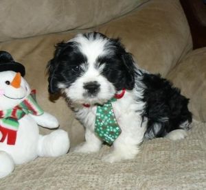 Cavapoo Puppies for sale