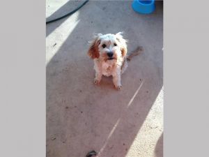 Cavapoo for new homes