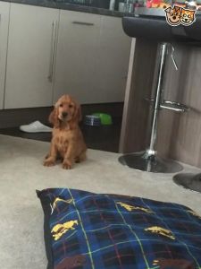 2 Full Pedigree Golden Cocker Spaniel