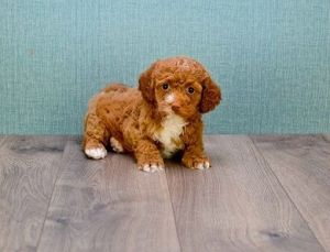 Stunning cavapoo- Boy