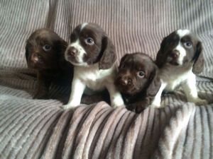 Exceptional Kc Reg Cocker Spaniel Puppies