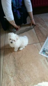 Micro Mini Cavapoo Puppies