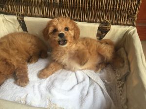 Beautiful F1 Cavapoo Puppies..