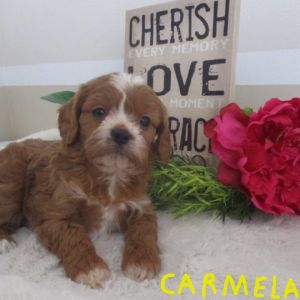 CARMELA CAVAPOO