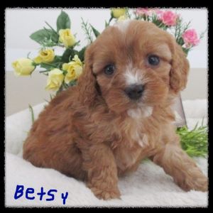 Betsy Female Cavapoo