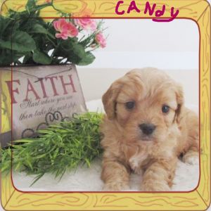 Candy Cavapoo Female
