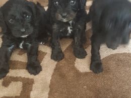 Stunning F1 Toy Cavapoo Puppies Pra Clear.
