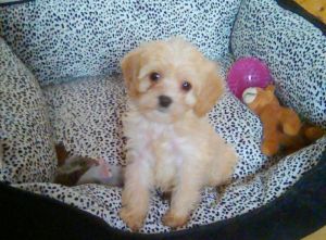 Beautiful F1 Cavapoo Pups