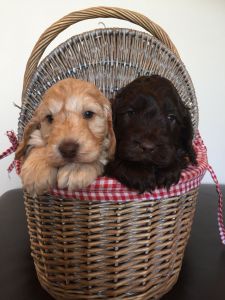 Cockapoo Puppies for sale