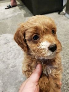 Adorable Cavapoo Puppies