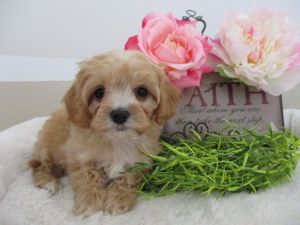 Candy Cavapoo female