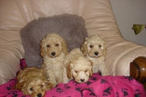 Cavapoo puppies