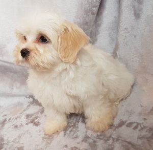 Beautiful F1 Cavapoo Babies