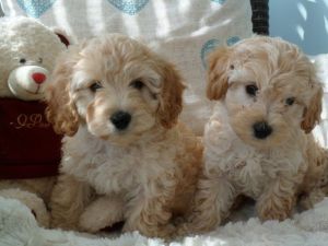 Beautiful Cavapoos Ready To Go
