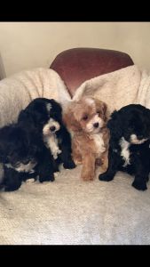 Cavapoo Puppies